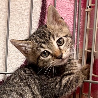 【12/3東日本橋】つぶらな瞳のハルトくん