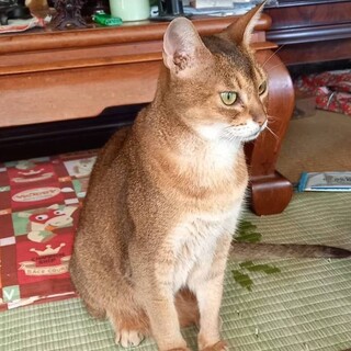 アビシニアン１０歳の女の子です。