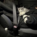 オスの子猫です！