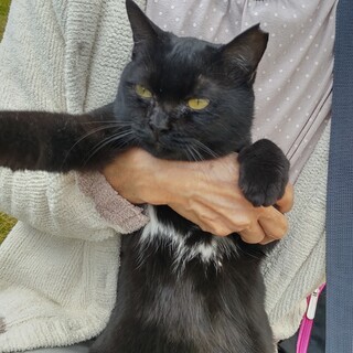 甘えすぎる黒猫ちゃん