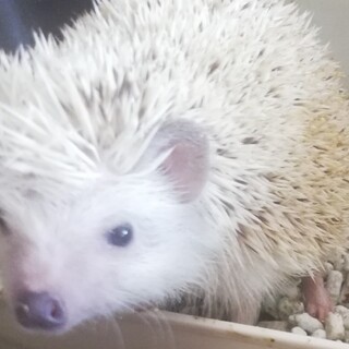 かわいいハリネズミ