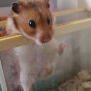 ハムスター