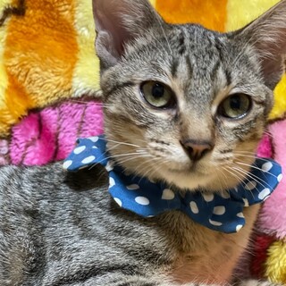 12/3荒川区西尾久譲渡会参加　マヒナ君