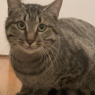 膝乗り超おしゃべり甘えん坊⭐︎キジトラくん