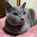 ロシアンブルー９歳の女の子です！