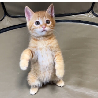 猫エンジン全開のフク（福）くん
