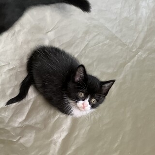 （トライアル中）お膝大好きなラク（楽）くん