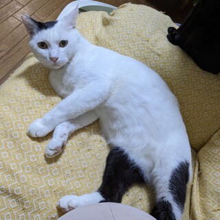 イケメンにゃんこのハナワくん