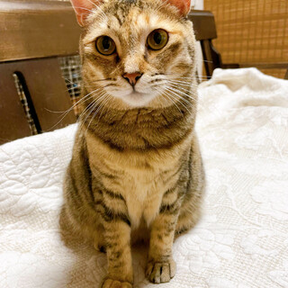 ෆ⃛むっちりキジトラෆ⃛ミレちゃん