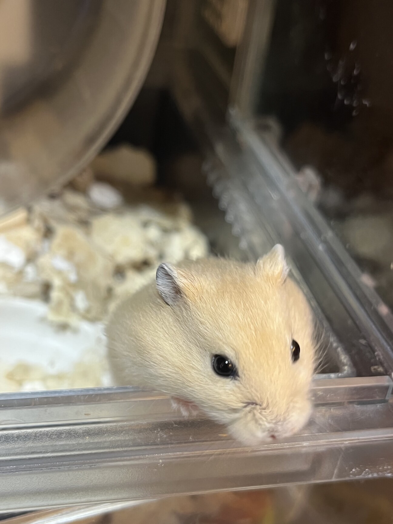 ハムスター　2匹 サムネイル1