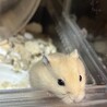 ハムスター　2匹 サムネイル1