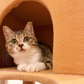 12/3西千葉ෆ⃛まん丸お顔女子ෆ⃛アトちゃん