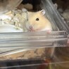 ハムスター　2匹 サムネイル2