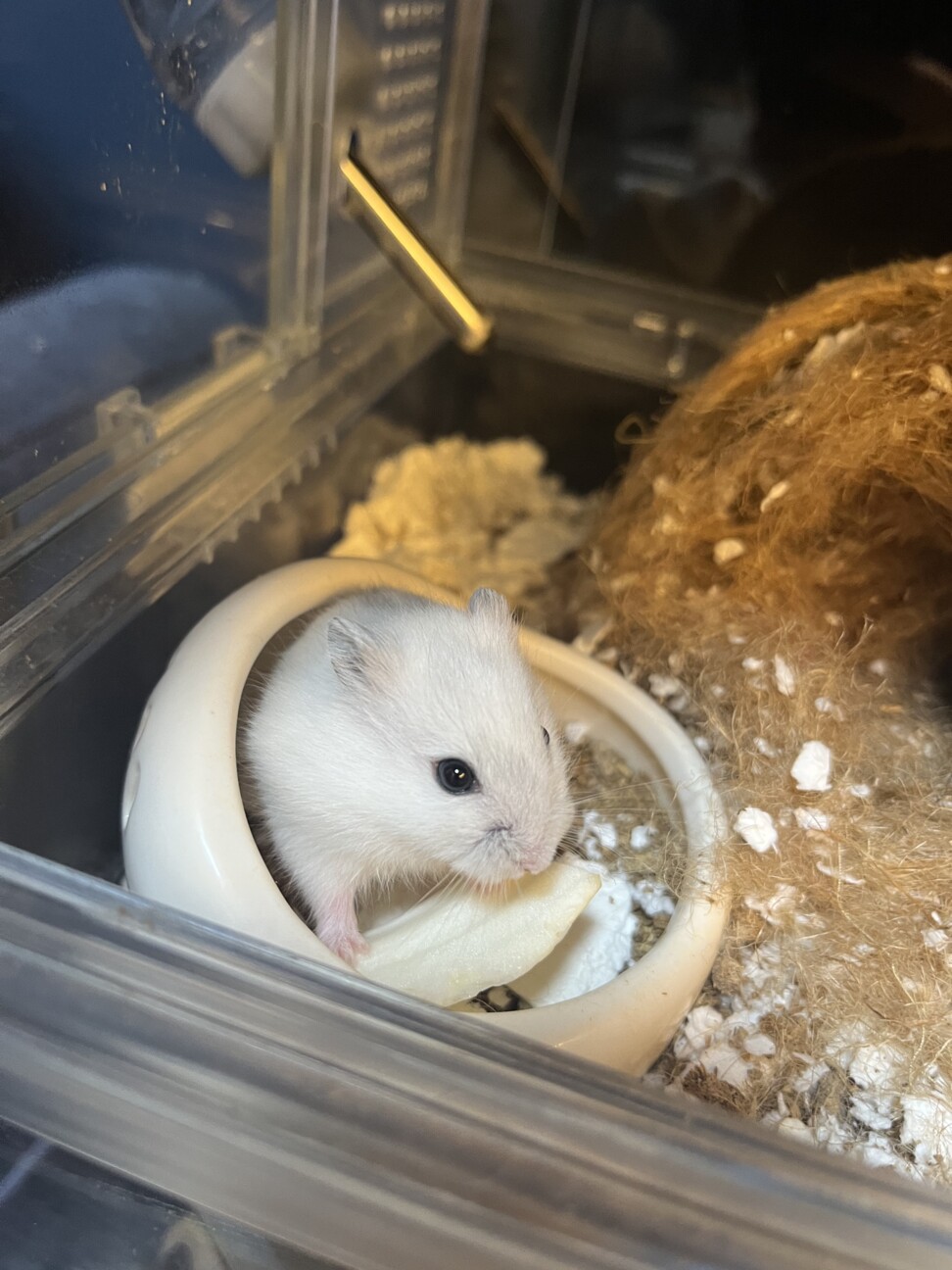 ハムスター　2匹 サムネイル3