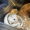 ハムスター　2匹 サムネイル3