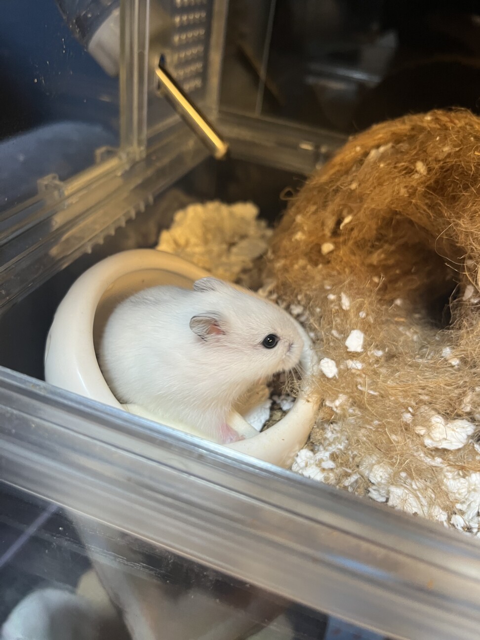 ハムスター　2匹 サムネイル4