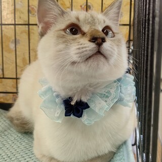 12/3加古川の譲渡会に参加します♥️