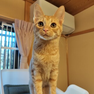 トライアル中一時中断【茶トラ女子　まこちゃん♡】