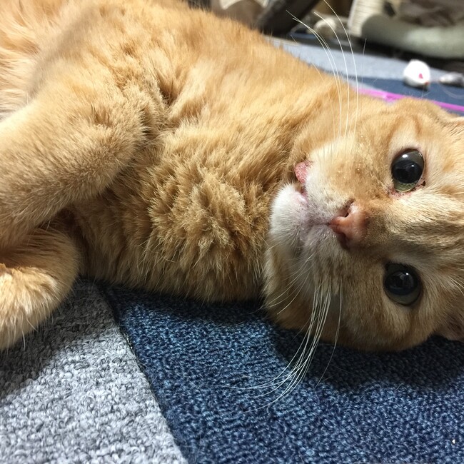箱庭のぼくらのカバー写真