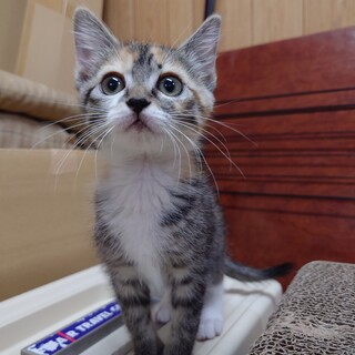 【※現在交渉中です】三毛猫ちゃん