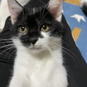 とっても可愛い白黒猫　ボンちゃん　家族募集中