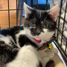 とっても可愛い白黒猫　ボンちゃん　家族募集中 サムネイル2