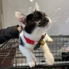 とっても可愛い白黒猫　ボンちゃん　家族募集中 サムネイル3