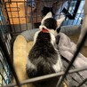 とっても可愛い白黒猫　ボンちゃん　家族募集中 サムネイル4