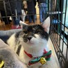 とっても可愛い白黒猫　ボンちゃん　家族募集中 サムネイル7
