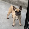 こわ顔だけど甘えん坊なフレンチブルドッグ女の子 サムネイル3
