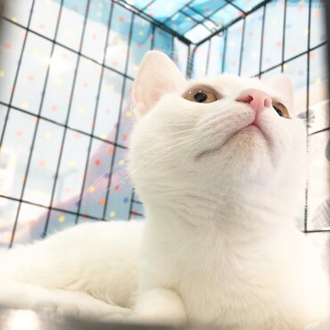 パンナちゃん⭐︎neko99福岡里親募集中