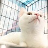 パンナちゃん⭐︎neko99福岡里親募集中