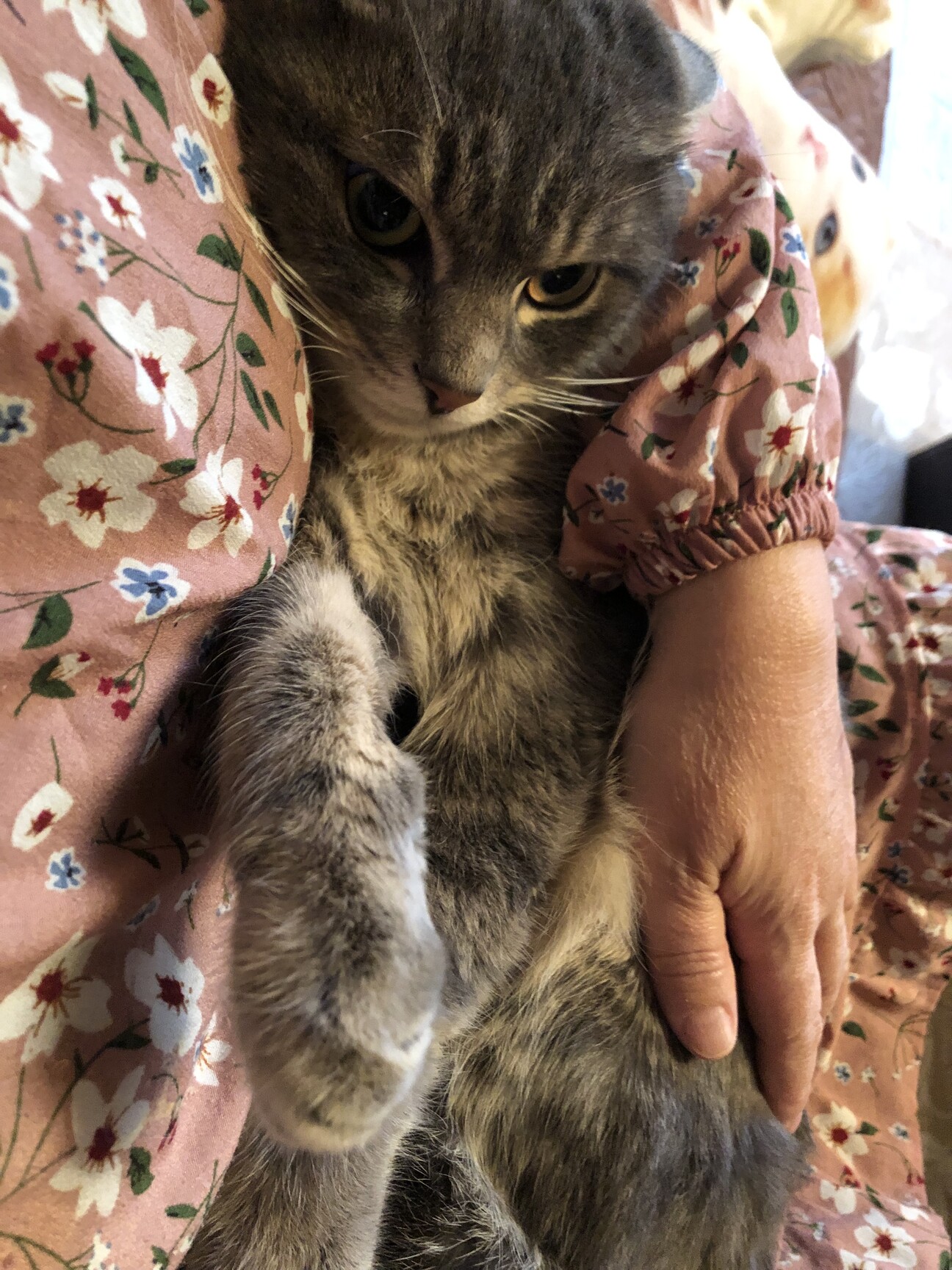 ほんわか可愛いサバトラ猫」埼玉県 - 猫の里親募集(476368) 1枚目の