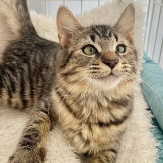 獣医師管理・ふわふわ子猫人懐こい長毛さん