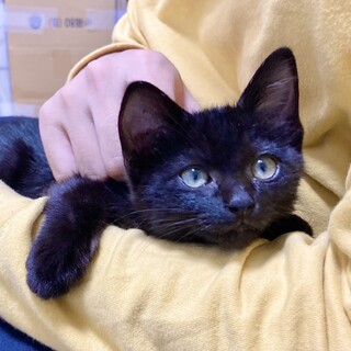 愛嬌たっぷり黒猫のひじき