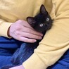 愛嬌たっぷり黒猫のひじき サムネイル2