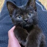 愛嬌たっぷり黒猫のひじき サムネイル3