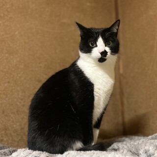 人慣れしている白黒ハチワレ・チズ君