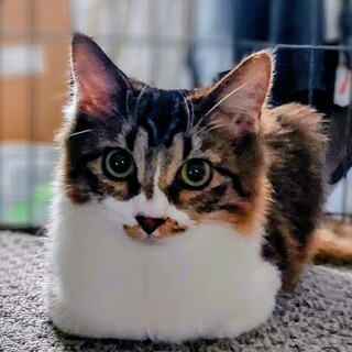 キジシロ長毛ミックス「こもも」