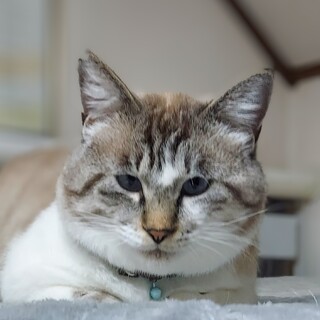 シャムキジ「たぬちゃん」