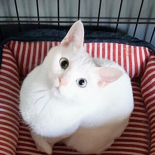 白猫姉妹オッドアイの「ジャスミン」