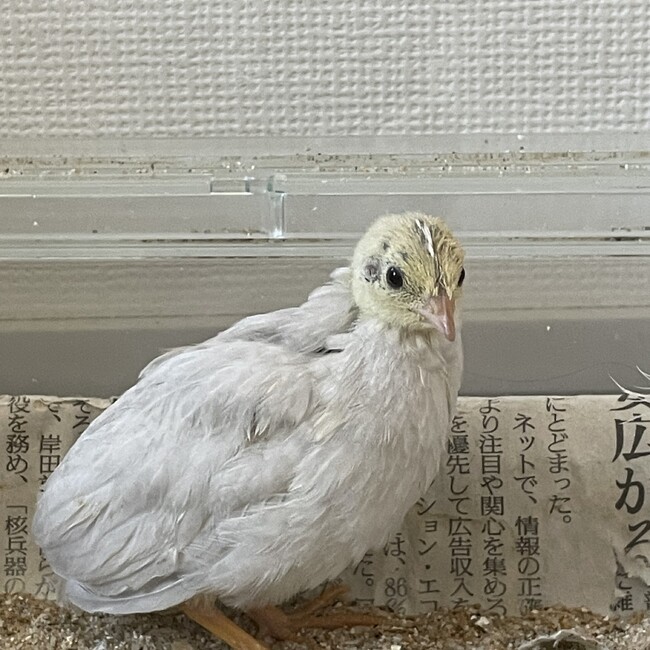 macaron3のカバー写真