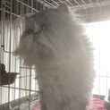 可愛いペルシャちゃん