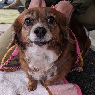 ダックス×パピヨン★可愛い☆さくらちゃん