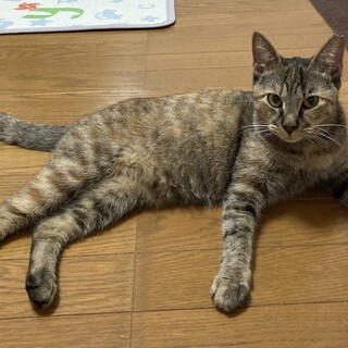 猫飼い初心者でも大丈夫！8か月のサビ猫ちゃん