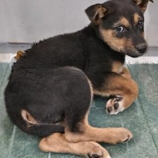 一般譲渡優先期間11/30迄