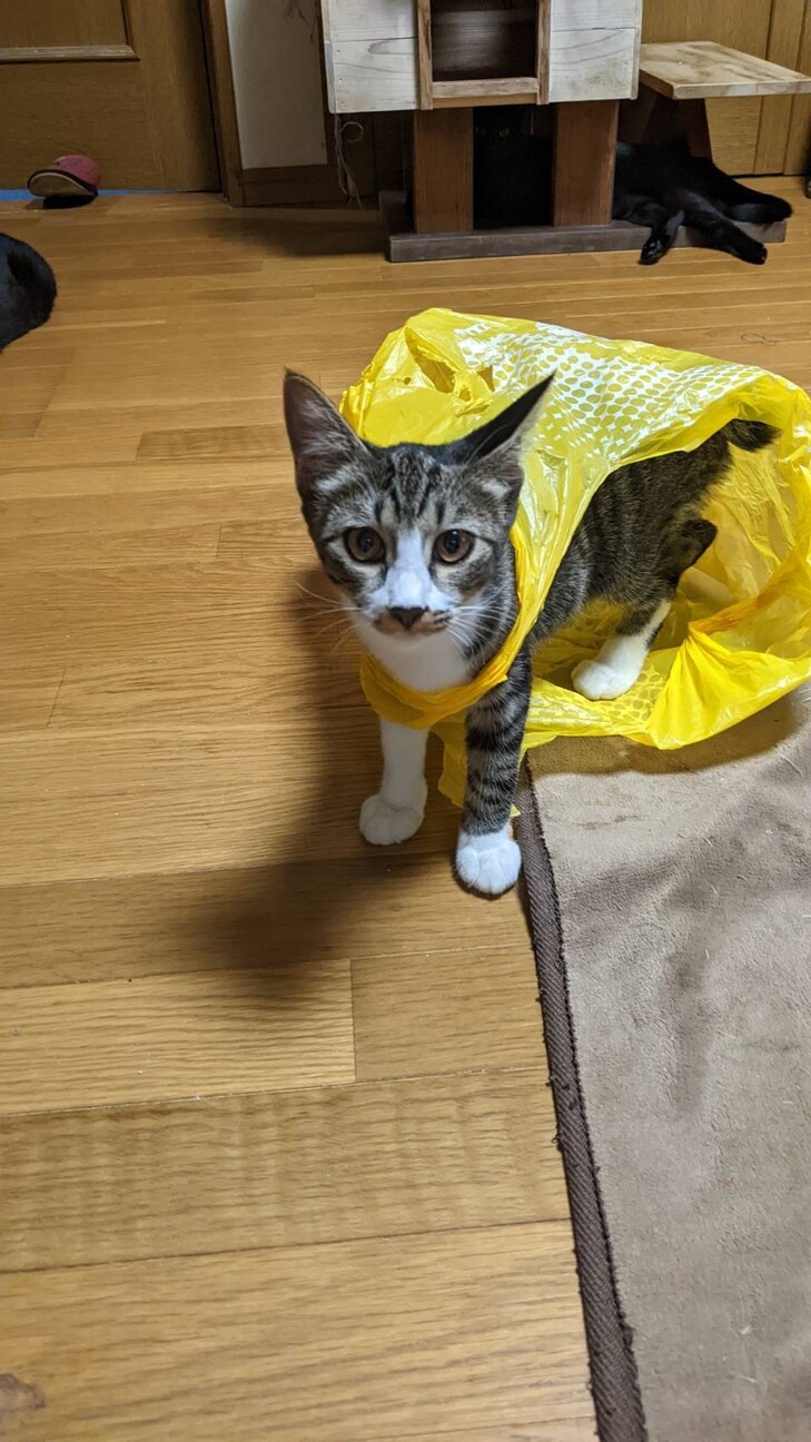  7ヶ月 女の子 サムネイル2