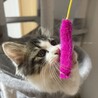 子猫の捨て猫里親募集 サムネイル2