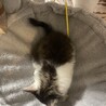子猫の捨て猫里親募集 サムネイル3