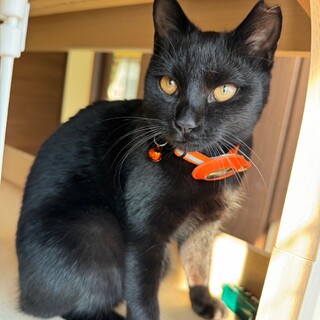 ツヤツヤ黒猫★ファティちゃん